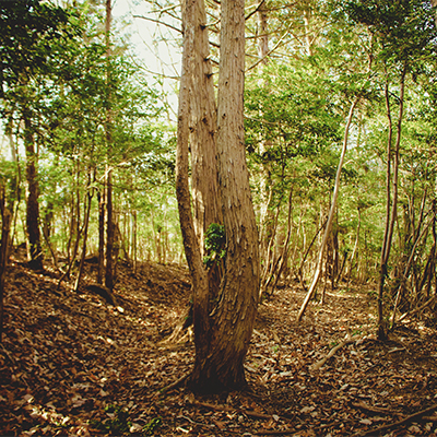 in a forest/森の中で