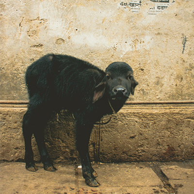 black calf/黒い子牛